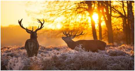 Le Logis des Cours à l’écoute du brame du cerf Le Logis des Cours à l’écoute du brame du cerf